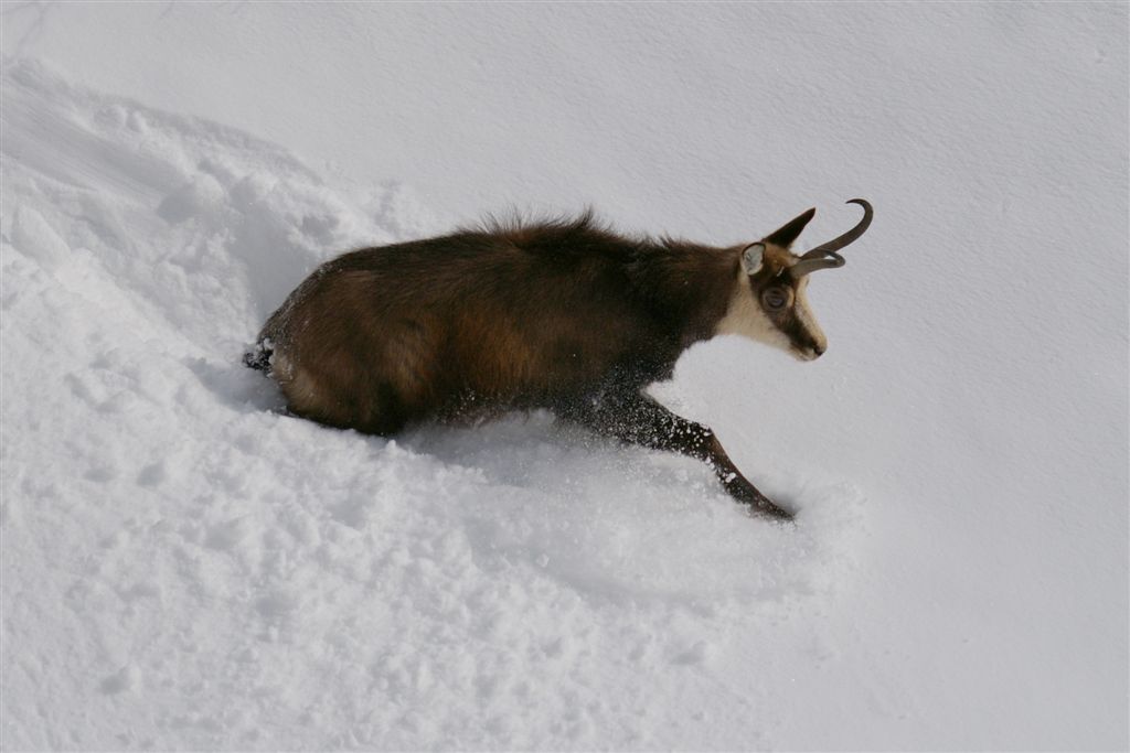 Le Valais appelle au respect de la tranquillité de la faune